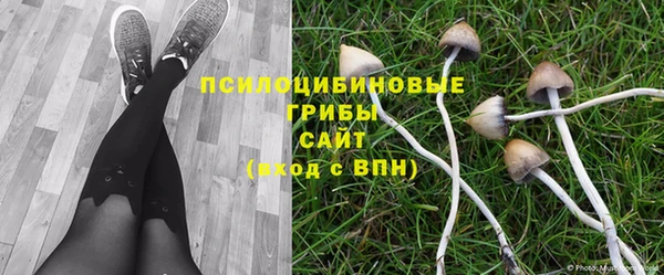 прущие грибы Балахна